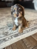 Dolly, a female Cavapoo for sale in Arley, AL – 2 of 4
