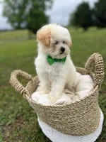 Male maltipoo, a male Maltipoo for sale in Arley, AL – 4 of 4