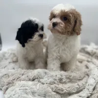 Cavalier, a male Cavalier King Charles Spaniel for sale in Arley, AL – Photo 2 of 2