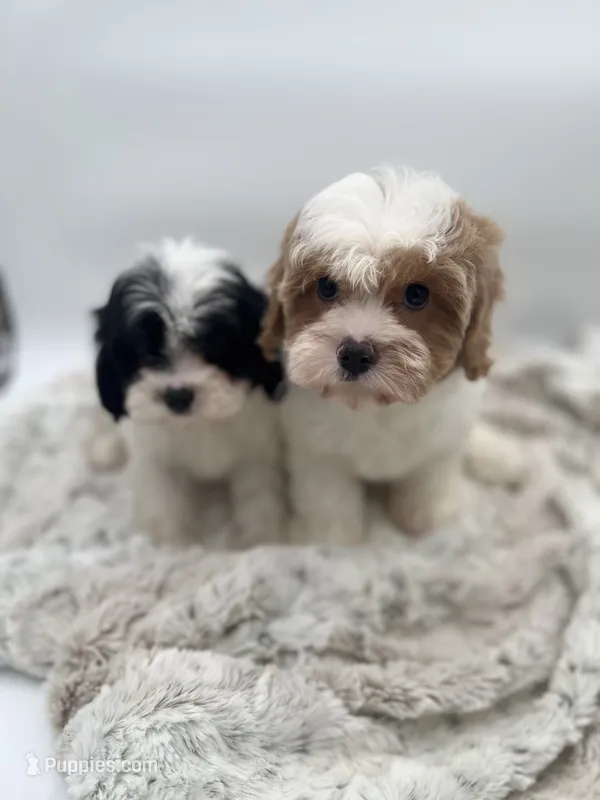 Cavalier – Cavalier King Charles Spaniel puppy on hold in Arley, AL