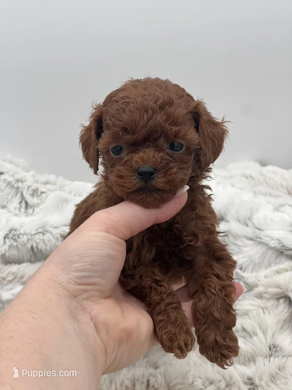 Toy poodle