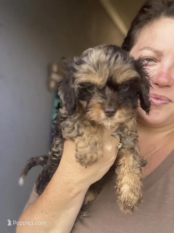 Brooks  – Cavapoo puppy for sale in Arley, AL