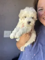 Jessie, a male Maltipoo for sale in Arley, AL – 2 of 2