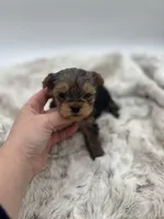 Ace, a male Yorkshire Terrier for sale in Arley, AL – Photo 2 of 3