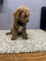 Teddy, a male Poodle - Toy  for sale in Arley, AL – 3 of 3