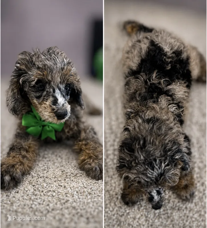 Toy Poodle Male  – Poodle - Toy  puppy for sale in Arley, AL