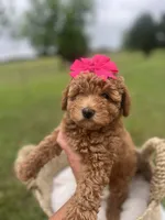 Pink bow Maltipoo, a female Maltipoo for sale in Arley, AL – 4 of 6