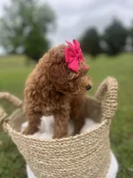 Pink bow Maltipoo, a female Maltipoo for sale in Arley, AL – 5 of 6