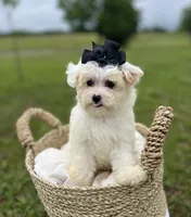 Black bow female , a female Maltipoo for sale in Arley, AL – 2 of 3