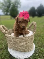 Pink bow Maltipoo, a female Maltipoo for sale in Arley, AL – 2 of 6