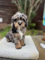 Rhett, a male Cavapoo for sale in Arley, AL – 3 of 6