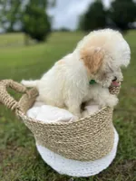 Male maltipoo, a male Maltipoo for sale in Arley, AL – 3 of 4