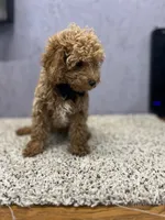 Teddy, a male Poodle - Toy  for sale in Arley, AL – 2 of 3