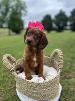 Female cavapoo, a female Cavapoo for sale in Arley, AL – 2 of 2