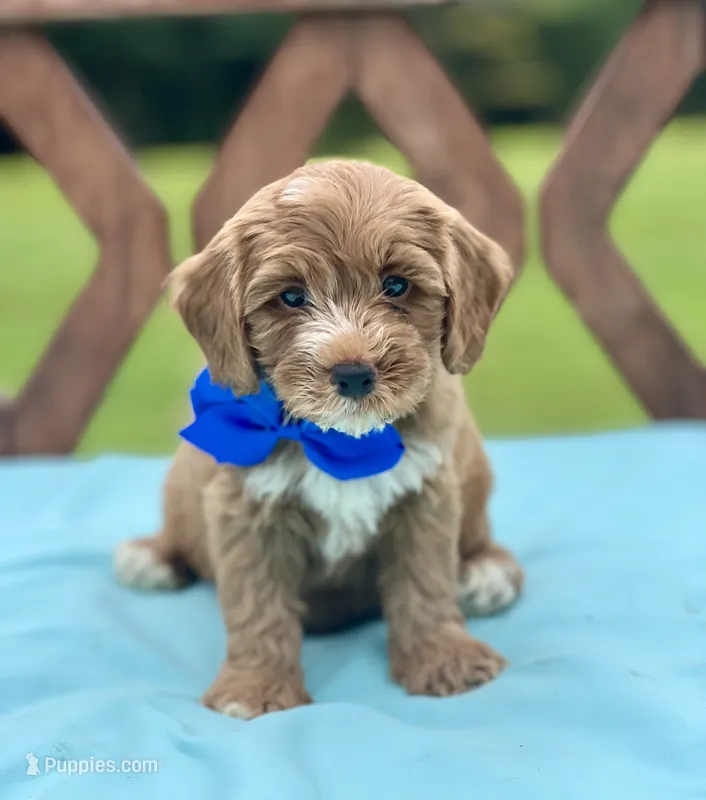 Cooper  – Cavapoo puppy for sale in Arley, AL