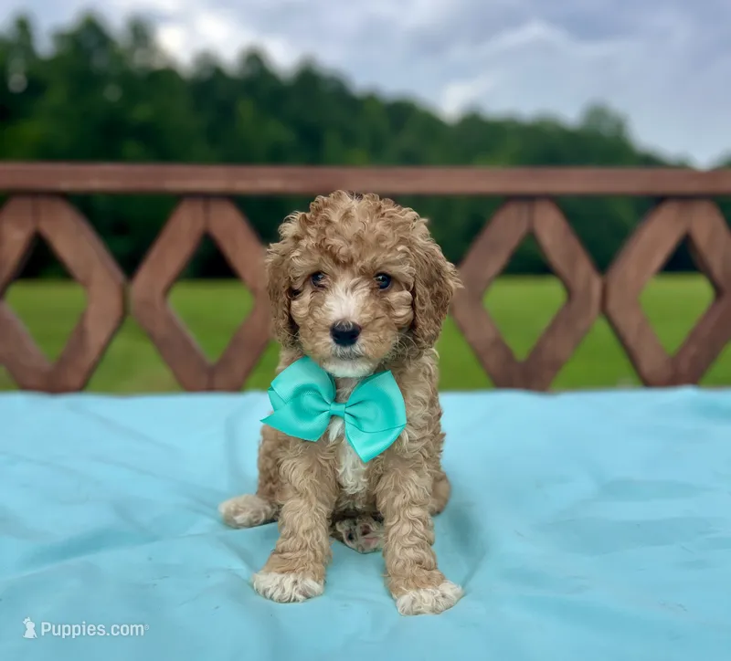 Cooper – Cavapoo puppy for sale in Arley, AL