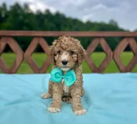 Cooper, a male Cavapoo for sale in Arley, AL – 1 of 1