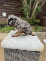 Rhett, a male Cavapoo for sale in Arley, AL – 5 of 6