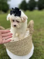Black bow female , a female Maltipoo for sale in Arley, AL – 1 of 3
