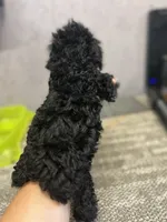 Sara, a female Poodle - Toy  for sale in Arley, AL – 2 of 3