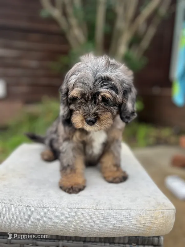 Rhett – Cavapoo puppy for sale in Arley, AL