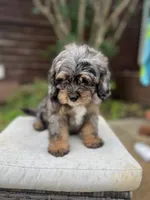 Rhett, a male Cavapoo for sale in Arley, AL – 1 of 6