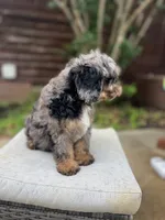Rhett, a male Cavapoo for sale in Arley, AL – 4 of 6