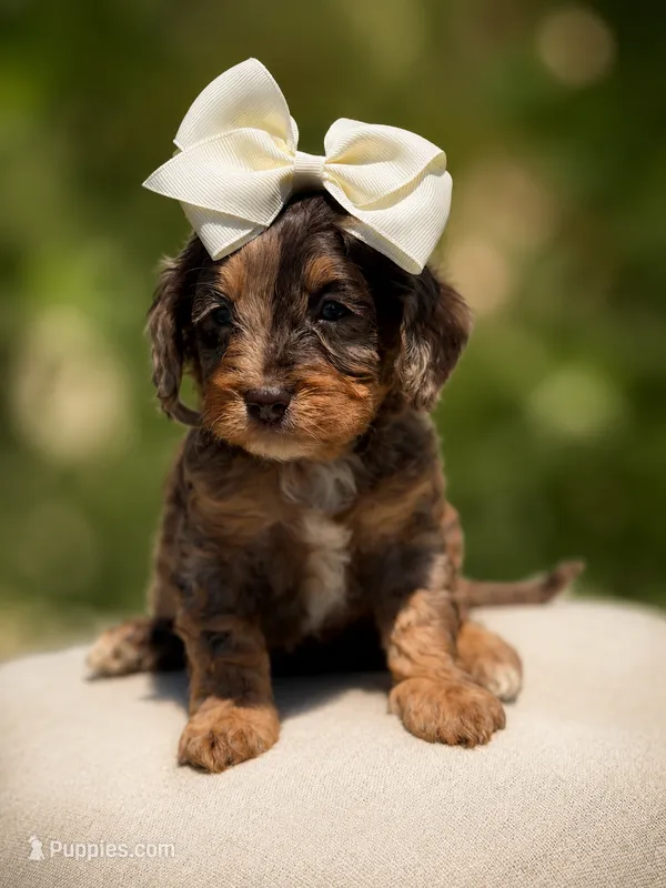 Dolly – Cavapoo puppy for sale in Arley, AL