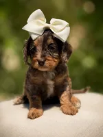 Dolly, a female Cavapoo for sale in Arley, AL – 1 of 4