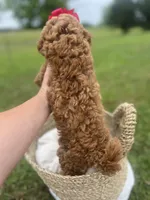 Pink bow Maltipoo, a female Maltipoo for sale in Arley, AL – 6 of 6