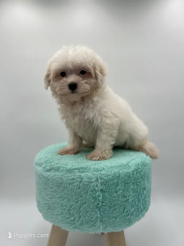 Maltese  – Maltese puppy for sale in Arley, AL
