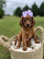Female Cavapoo, a female Cavapoo for sale in Arley, AL – 1 of 1