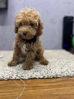 Teddy, a male Poodle - Toy  for sale in Arley, AL – 1 of 3