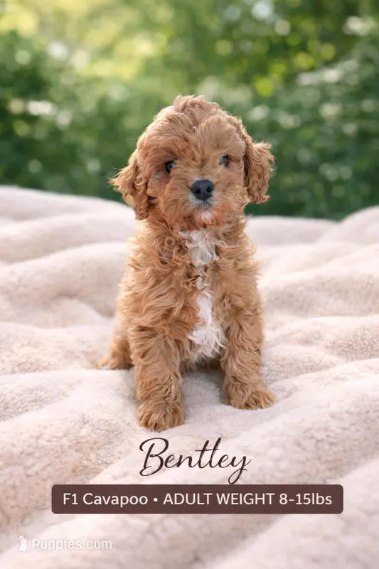 Bentley  – Cavapoo puppy for sale in Arley, AL