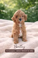 Bentley , a male Cavapoo for sale in Arley, AL – 1 of 1