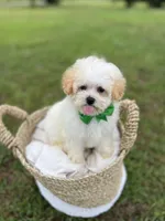 Male maltipoo, a male Maltipoo for sale in Arley, AL – 2 of 4
