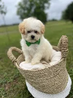 Male maltipoo, a male Maltipoo for sale in Arley, AL – 1 of 4