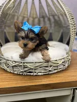Yorkie girl , a female Yorkshire Terrier for sale in Arley, AL – Photo 5 of 5