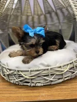 Yorkie girl , a female Yorkshire Terrier for sale in Arley, AL – Photo 2 of 5