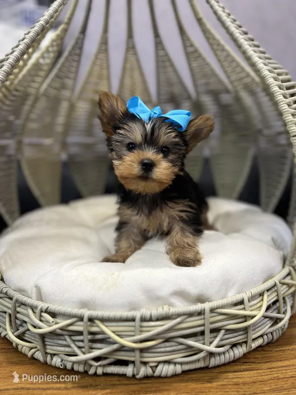 Yorkie girl  – Yorkshire Terrier puppy for sale in Arley, AL