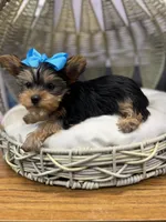 Yorkie girl , a female Yorkshire Terrier for sale in Arley, AL – Photo 4 of 5