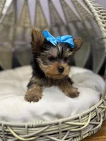 Yorkie girl , a female Yorkshire Terrier for sale in Arley, AL – Photo 3 of 5