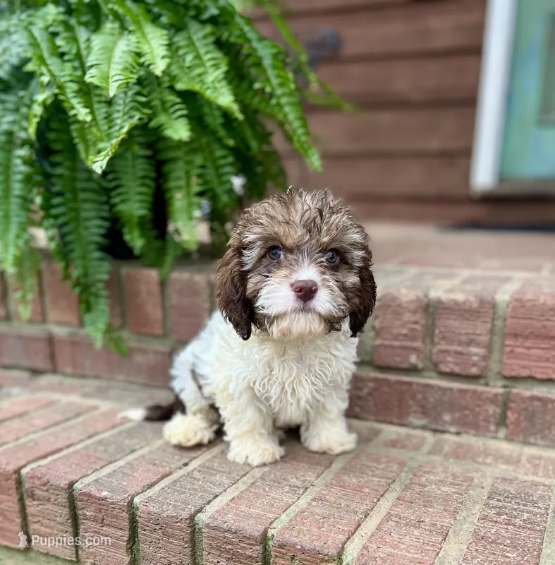 Brooks – Cavapoo puppy for sale in Arley, AL