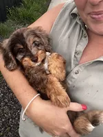 Dolly, a female Cavapoo for sale in Arley, AL – 4 of 4