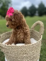 Pink bow Maltipoo, a female Maltipoo for sale in Arley, AL – 3 of 6
