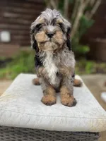 Rhett, a male Cavapoo for sale in Arley, AL – 2 of 6
