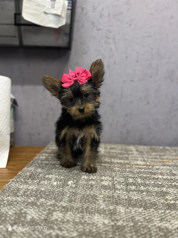 Molly  – Yorkshire Terrier puppy for sale in Arley, AL