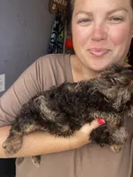 Brooks , a male Cavapoo for sale in Arley, AL – 4 of 4