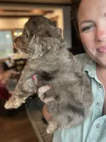 Dolly, a female Cavapoo for sale in Arley, AL – 3 of 4