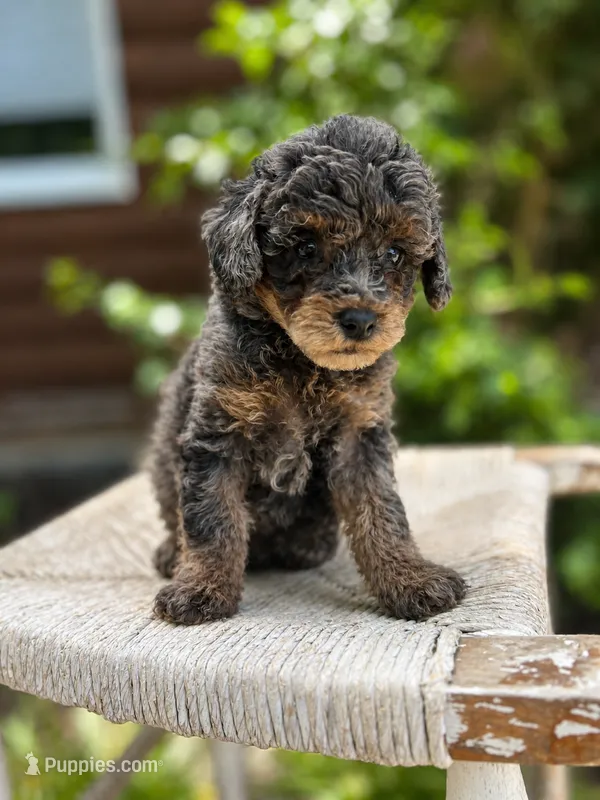 Toy Poodle Male  – Poodle - Toy  puppy for sale in Arley, AL